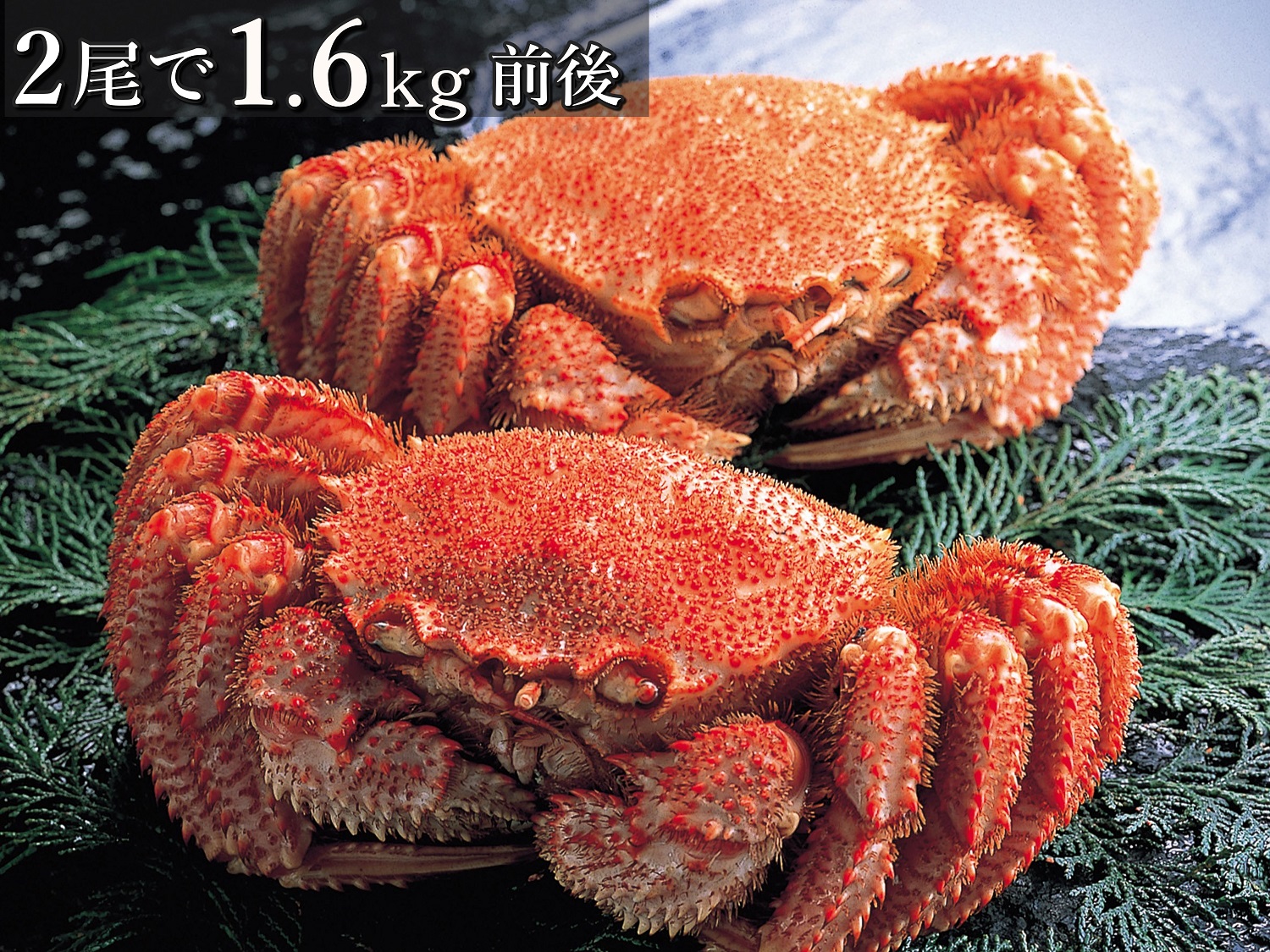 ボイル冷凍・毛がに2尾で1.6kg前後