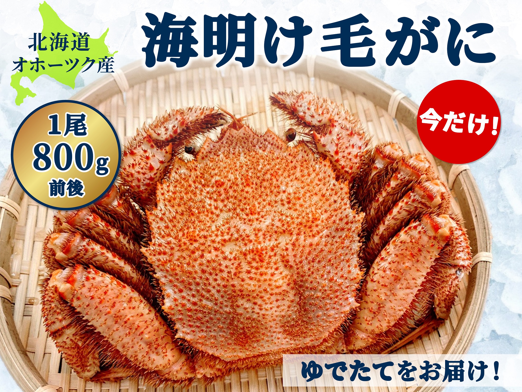 【オホーツク海明け】朝ゆで毛がに・活目800g前後