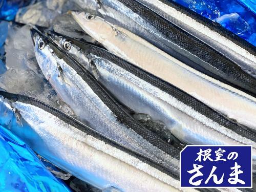 北海道根室産【生さんま】2kg11尾入り・全国送料無料!