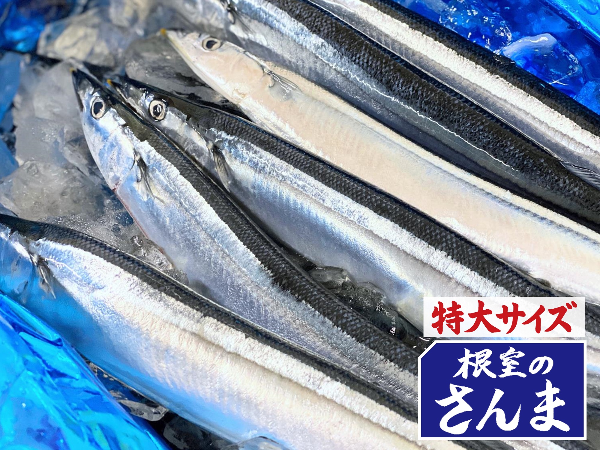 北海道根室産【生さんま】2kg11尾入り・全国送料無料!