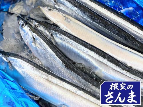 北海道根室産【生さんま】2kg16尾前後・全国送料無料!【期間限定】