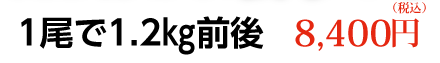 1尾で1.2㎏前後　8,400円（税込）