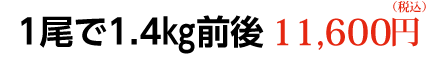 1尾で1.4㎏前後　11,600円（税込）