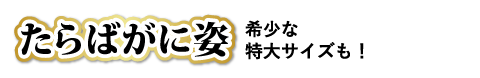 たらばがに姿 希少な特大サイズも！