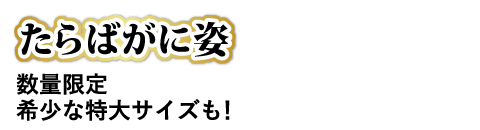 たらばがに姿 希少な特大サイズも！