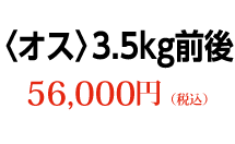〈オス〉3.5kg前後 56,000円（税込）